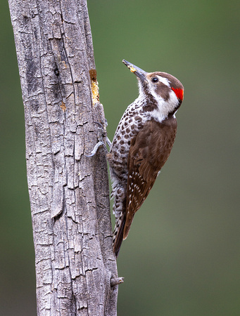 Arizona Woodpecker