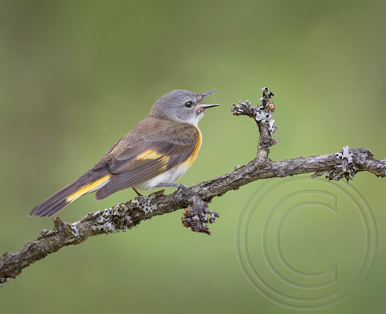 American Redstart