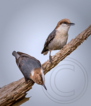 Brown-headed Nuthatch