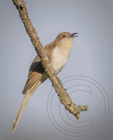 Black-billed Cuckoo