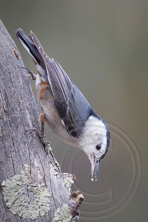 White Breasted Nuthatch_SHA4077