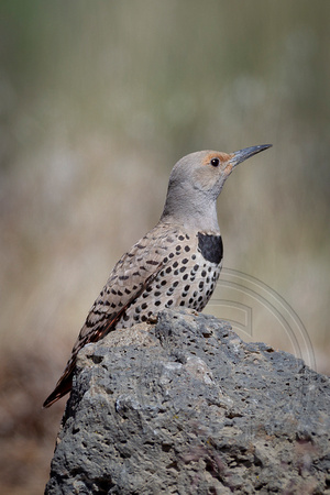 Red Shafted Flicker_SHA8879