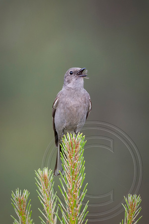Townsends Solitaire_SHA7854