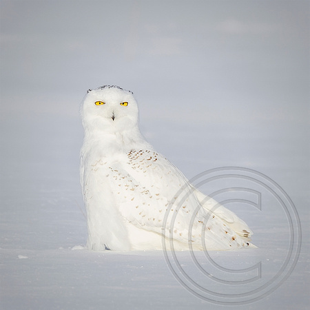 Snowy Owl Square Crop_SHA5178