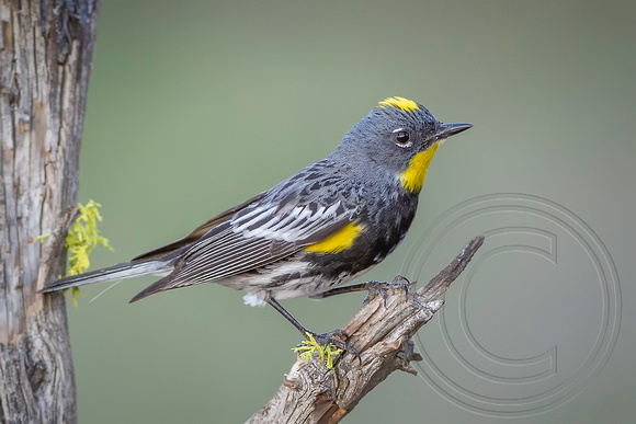 Yellow Rumped Warbler_SHA1853a